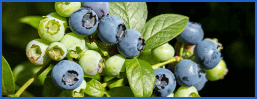 Bilberry_003